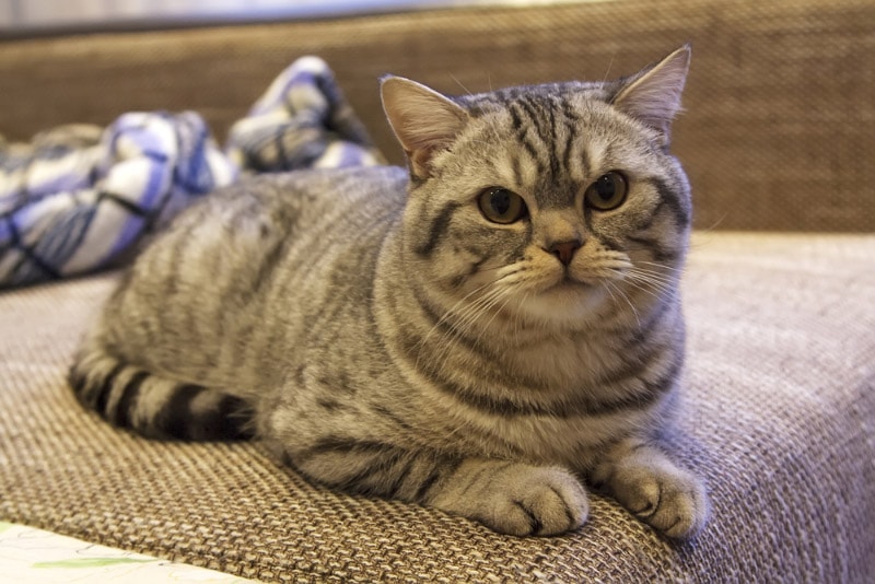 scottish straight cat lying on the couch