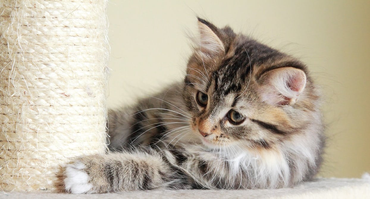 scratching post and kitten