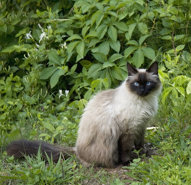 seal point himalayan cat in the lawn