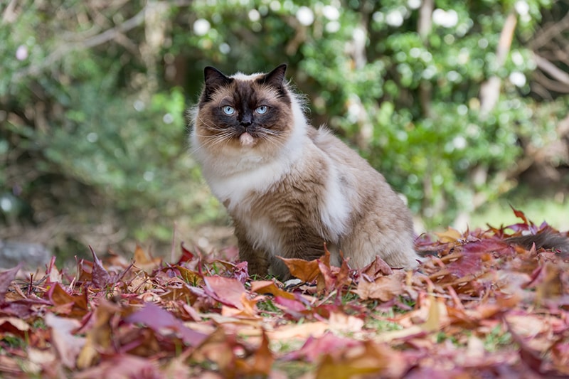 seal point ragdoll cat in the park