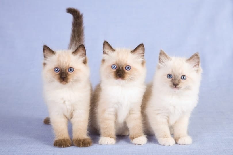 seal point ragdoll kittens on blue background
