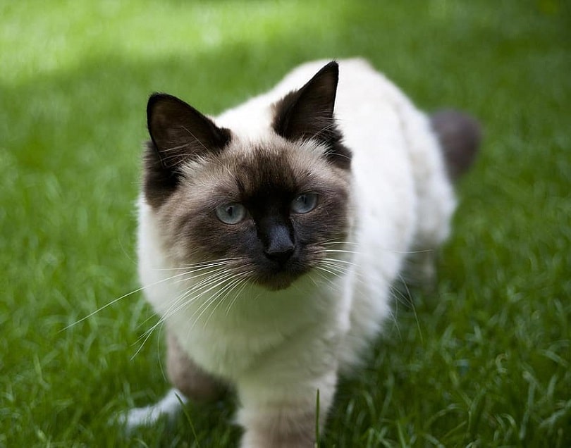 seal point ragdoll standing on grass