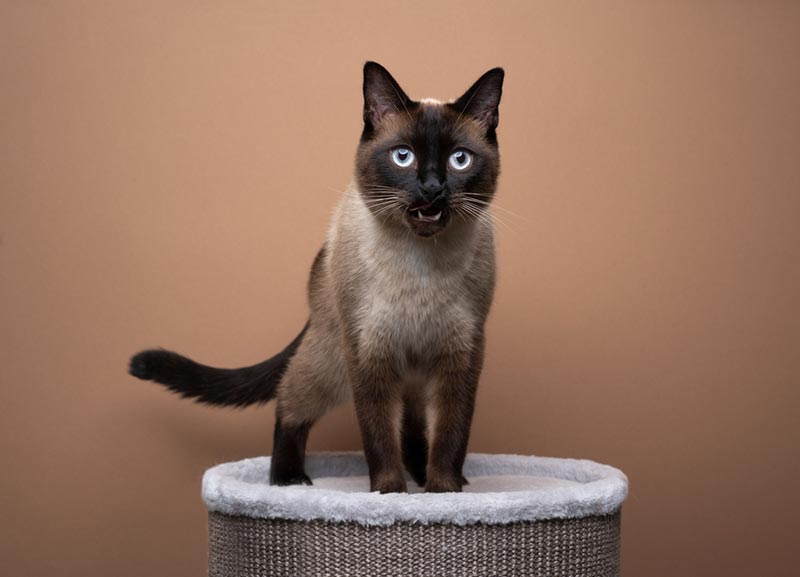 seal point siamese cat standing on scratching barrel meowing