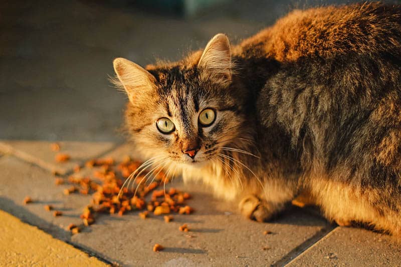 semi-feral cat eating food on the ground