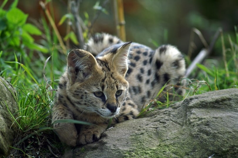 serval cat lying outdoor