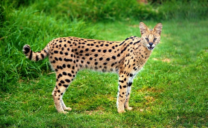 serval cat standing on grass