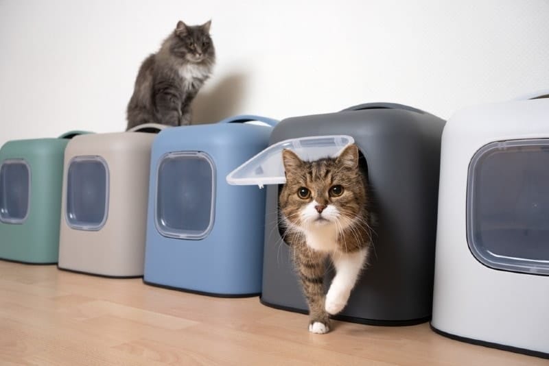 several litter boxes for many cats in a household