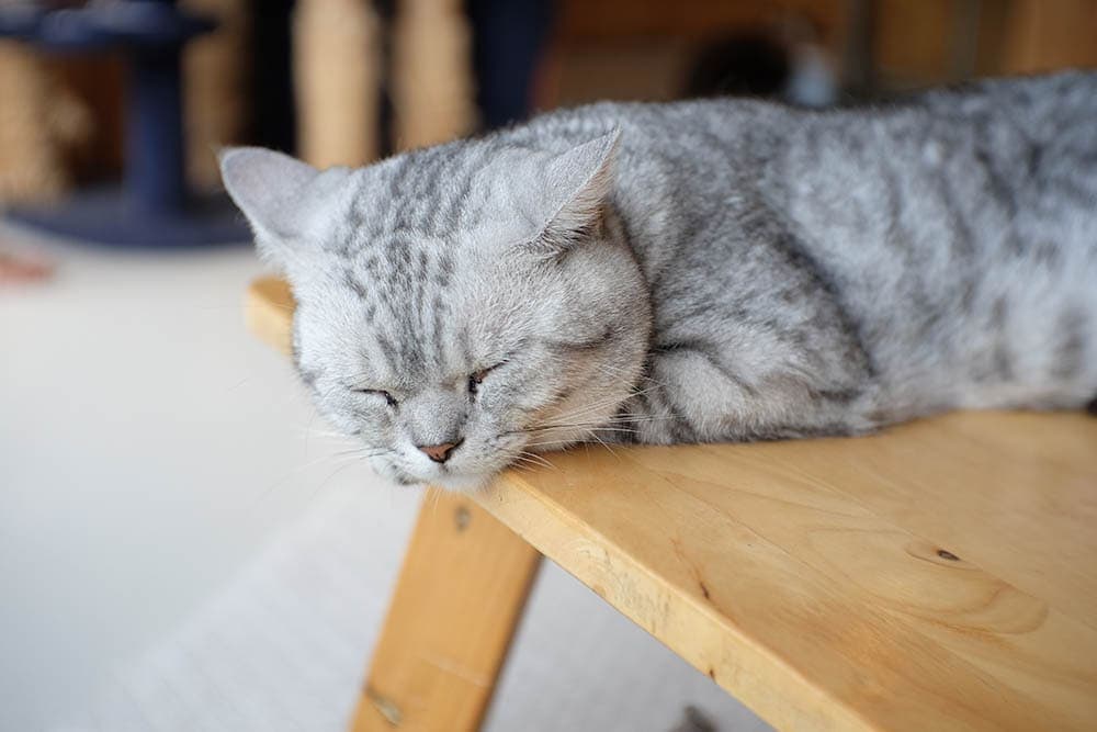 shaded American Shorthair on table