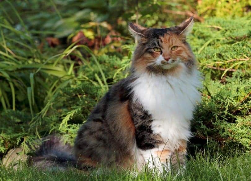 shaded tortoiseshell norwegian forest cat