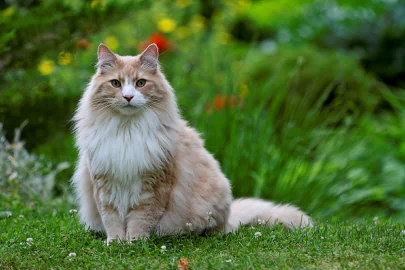 shell cameo Norwegian forest cat