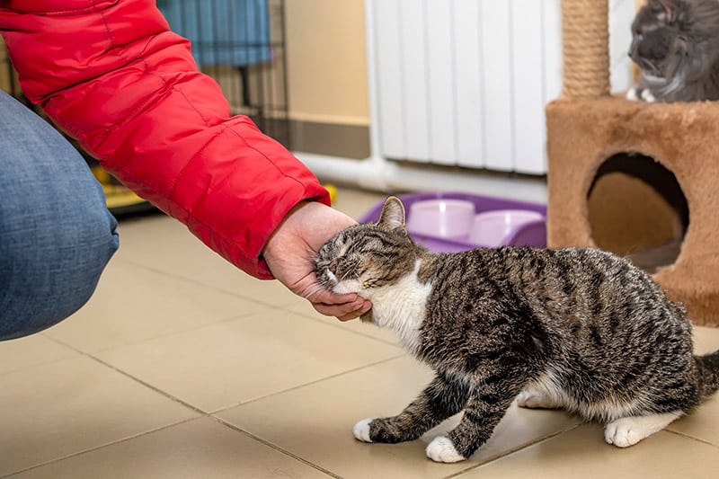 shelter cat rubbing its head on a person's hand