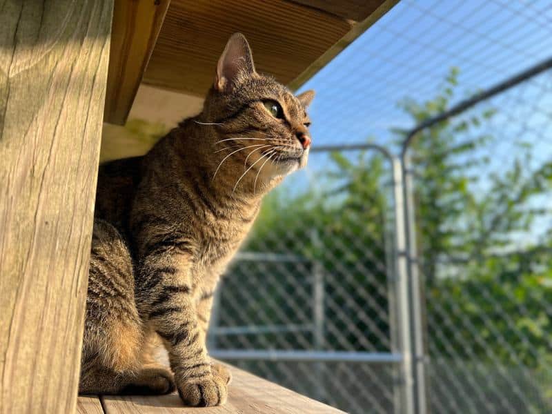 short-haired domestic cat sitting outside in fenced