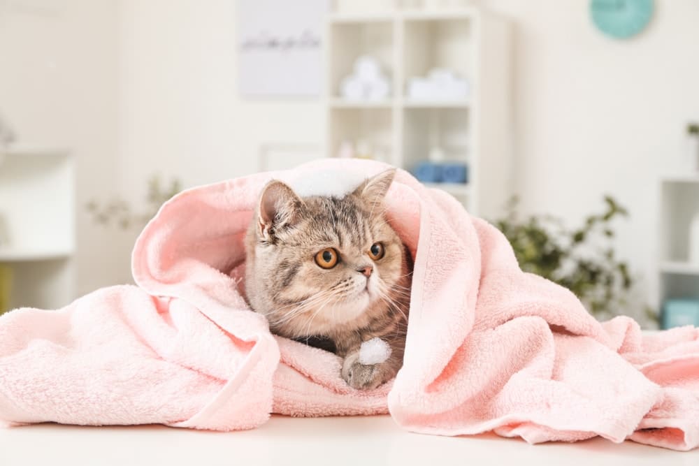shorthair cat in pink towel shampoo bubble bathroom