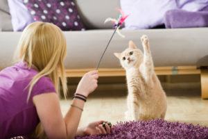 cat playing with owner_Dora Zett, Shutterstock