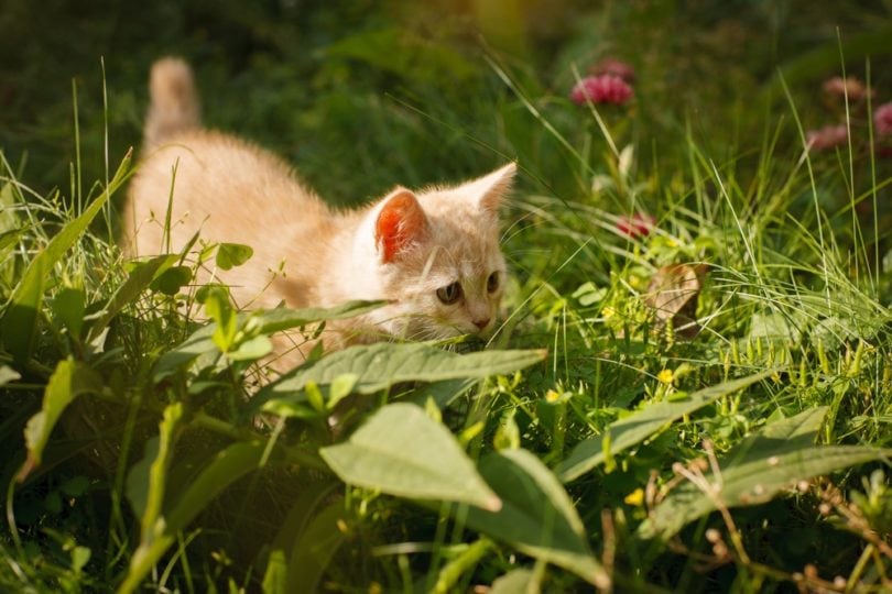 kitten playing on grass