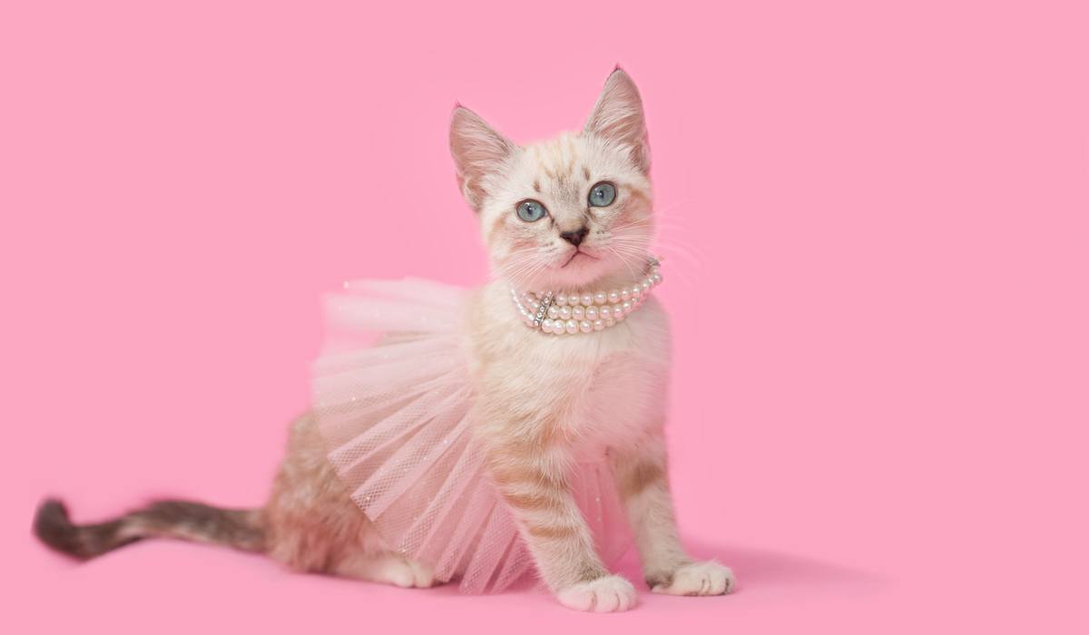 princess diva kitten sassy2