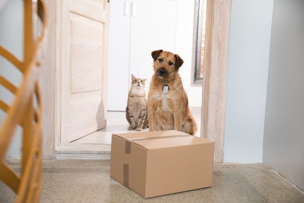 dog and cat with parcel at door