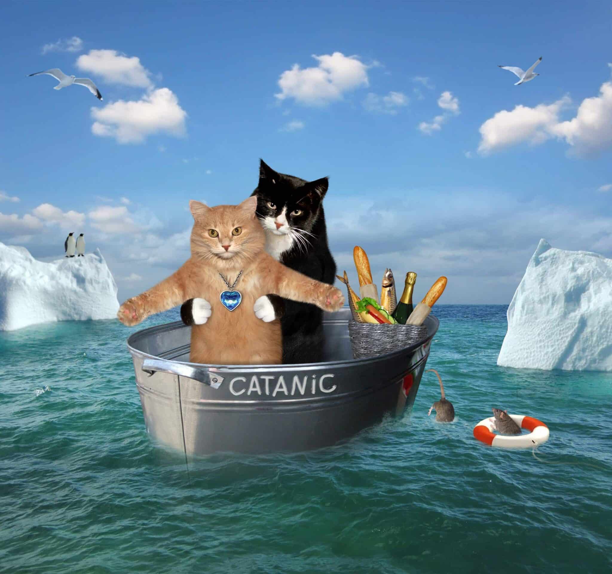 movie cat titanic