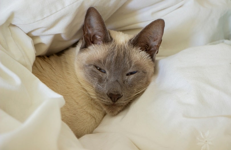 Lilac point Siamese_Ivonne