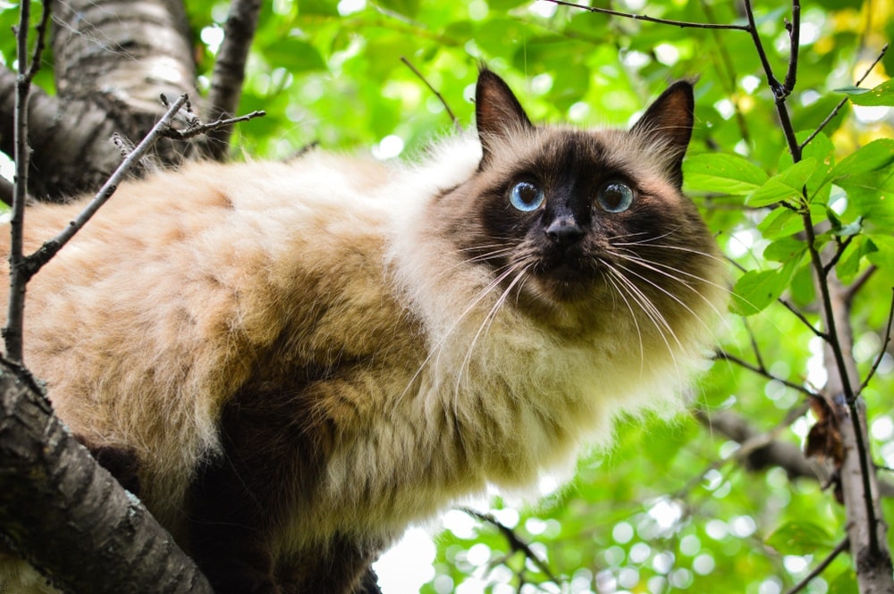 a long haired cat on a tree