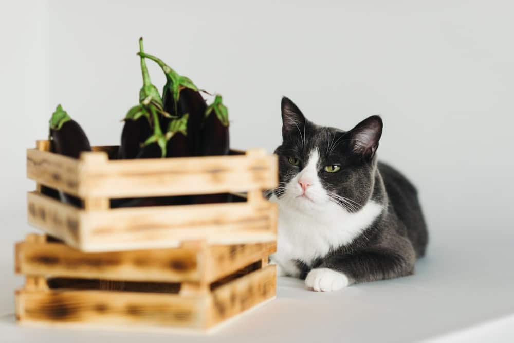 Grey cat with eggplant in a wooden box
