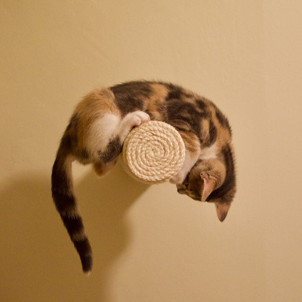 Cat chasing tail on horizontal scratching post