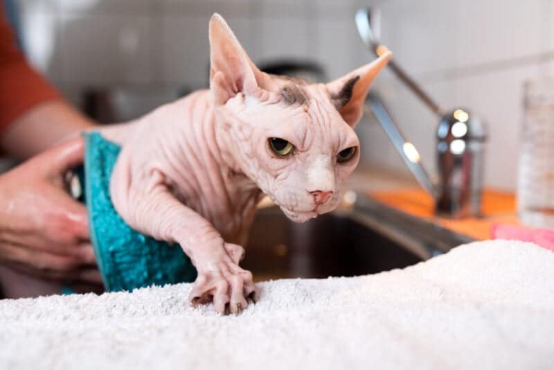 hairless sphynx cat getting washed