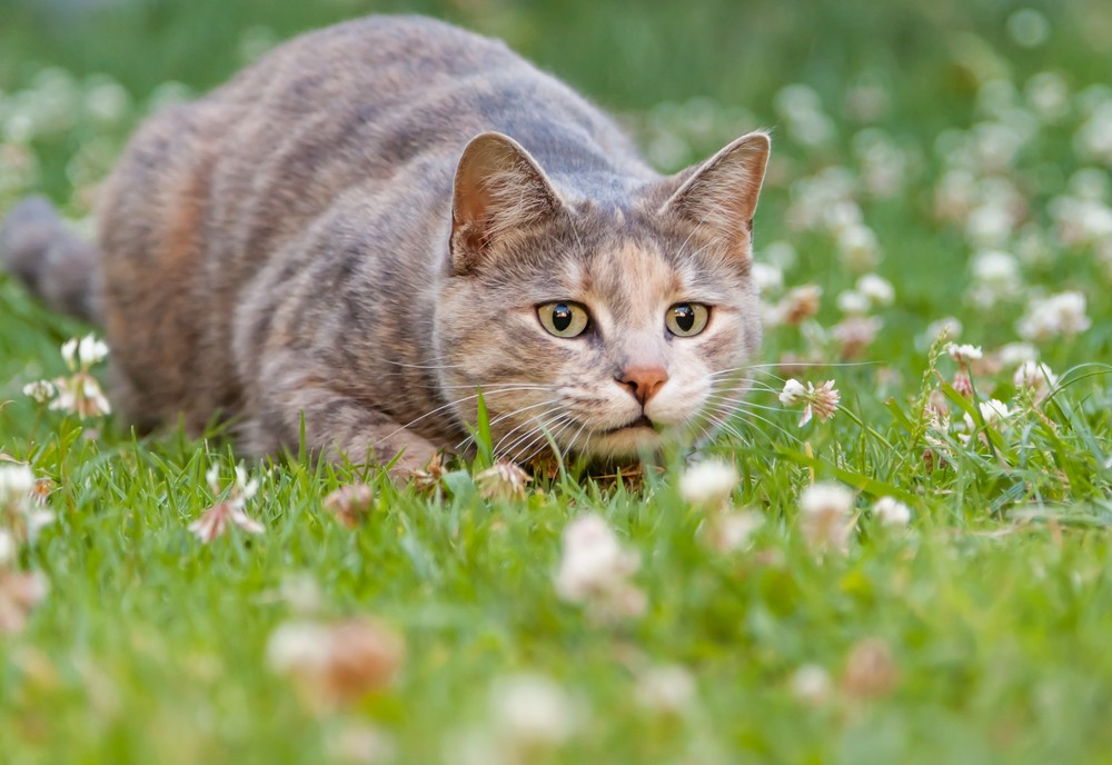 A cat hunting in the grass