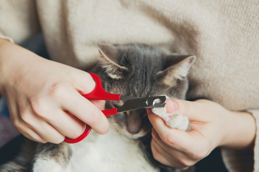 cat getting nails trimmed