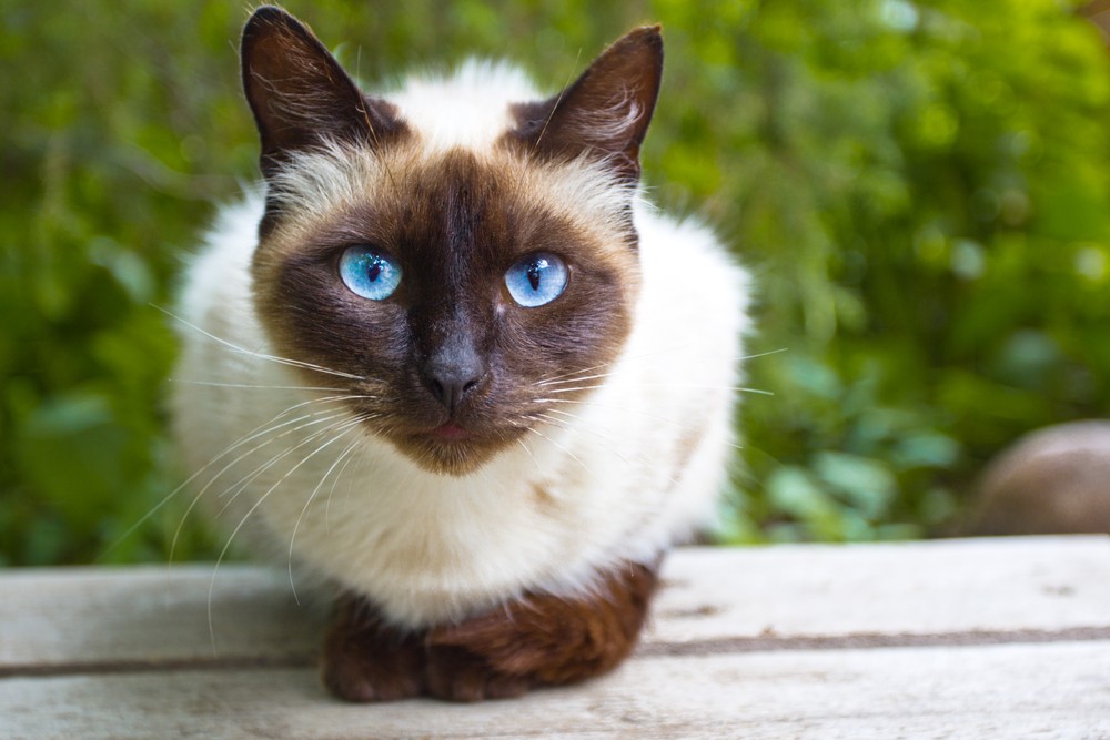 siamese cat with blue eyes