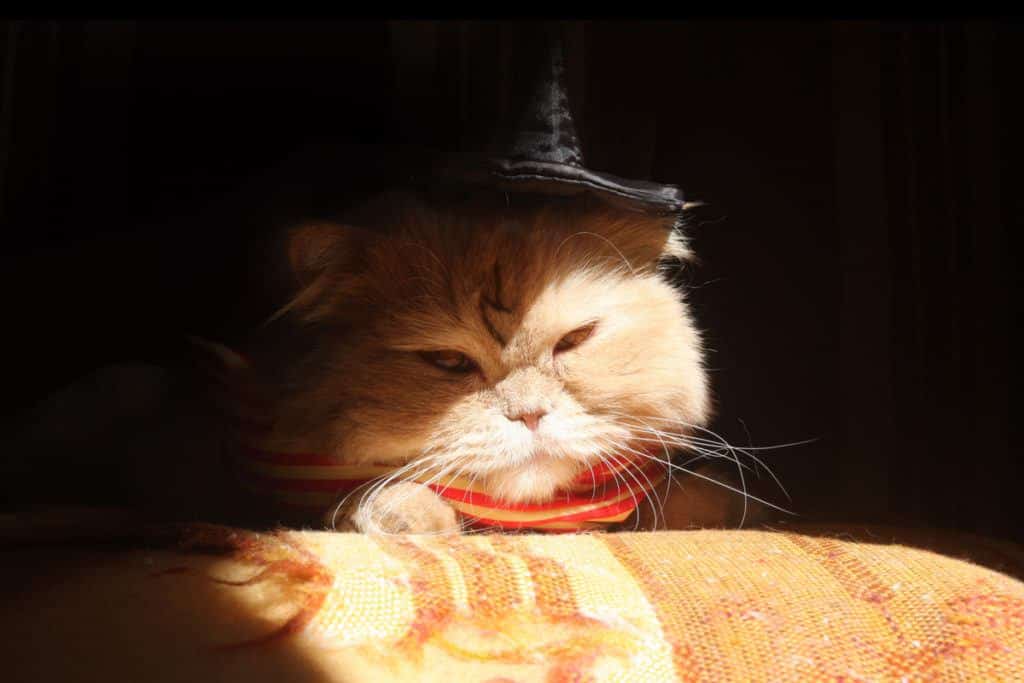 harry potter orange cat