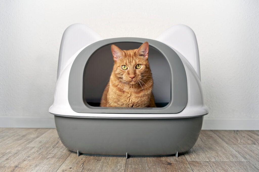 Ginger cat in a litter box