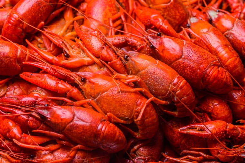 Can Cats Eat Crawfish? Vet-Reviewed Risk & Benefits - Catster