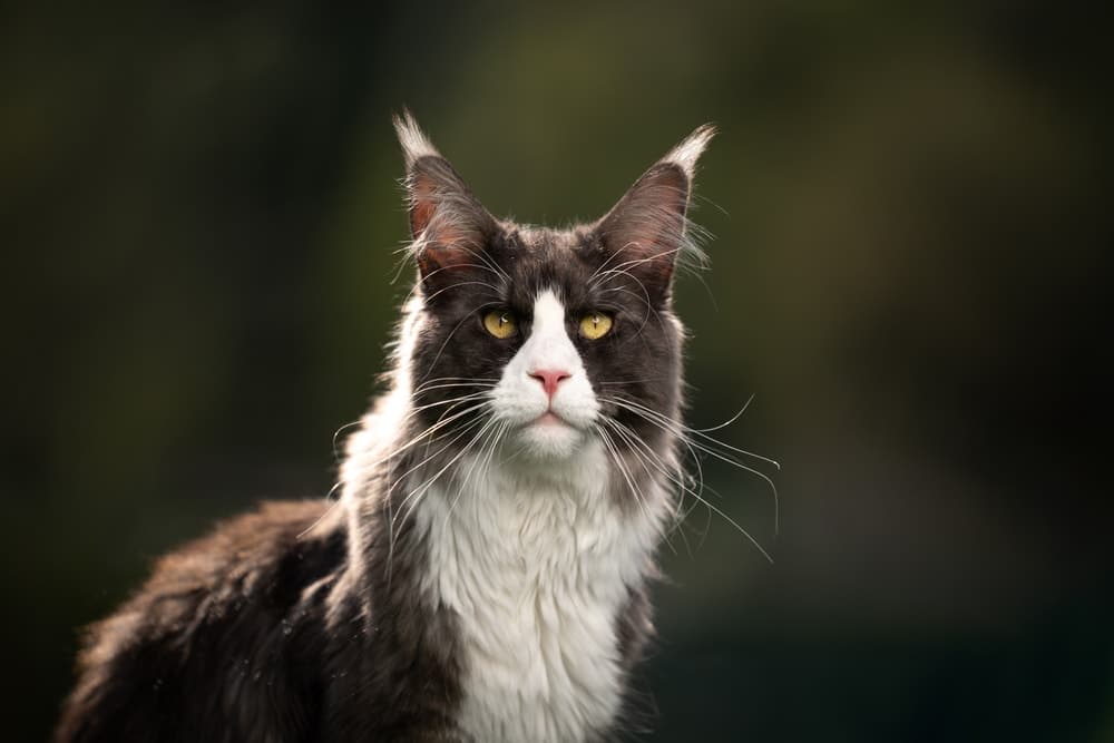 Tuxedo Maine Coon