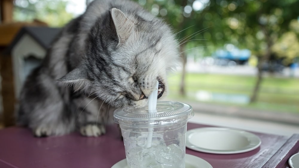 cat playing with straws in glass