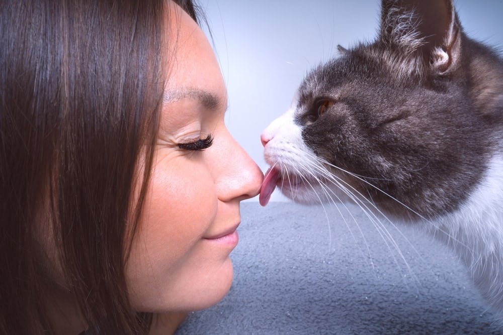Cat Licking or kissing Owners Nose