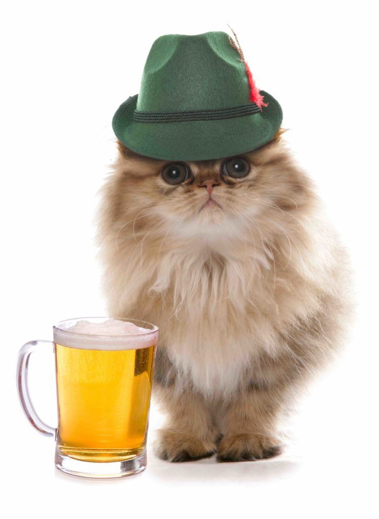 Oktoberfest Cat, persian cat wearing bavarian beer festival hat