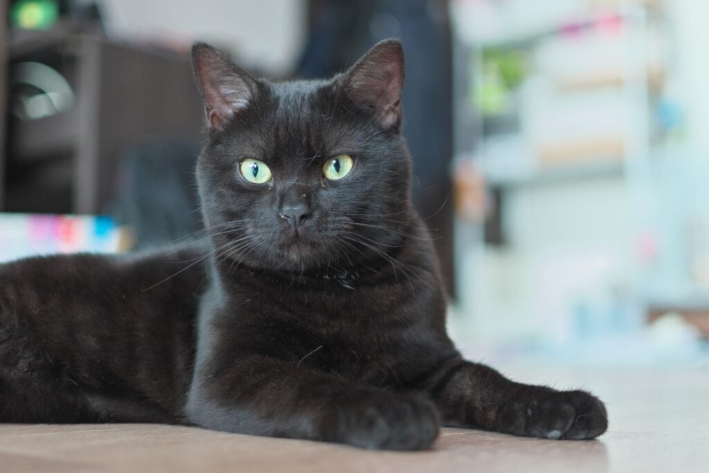 Black Smoke American Shorthair kept as a pet