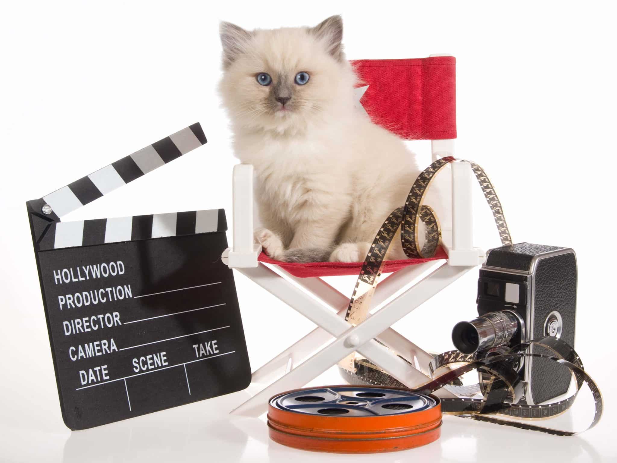 hollywood movie cat