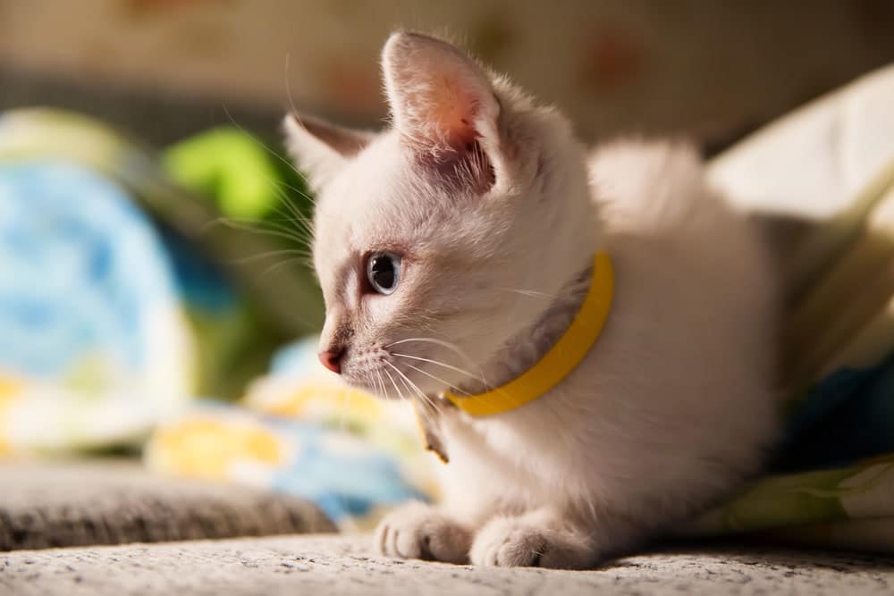 Grey Kitten with a collar
