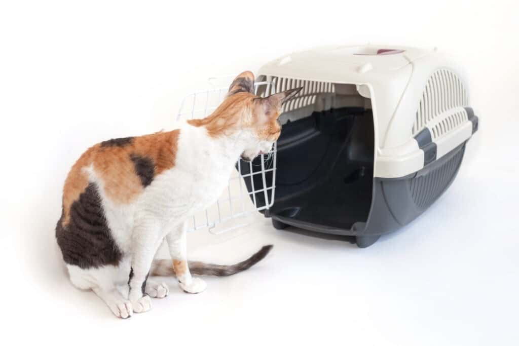 Cat explores crate carrier