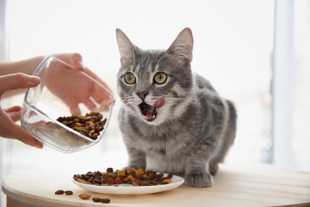 cat waiting to eat, licking lips