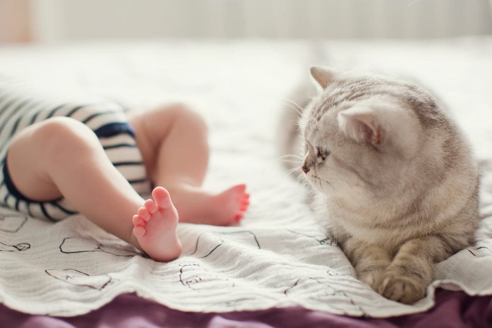 grey cat with baby