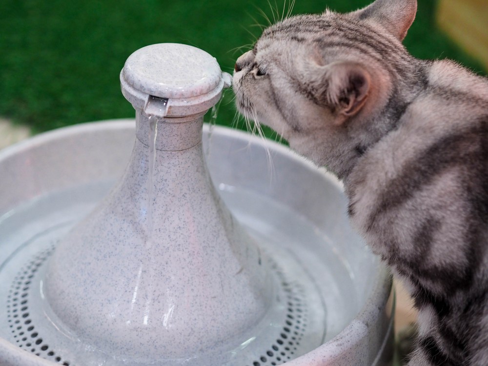 cat drinking from fountain
