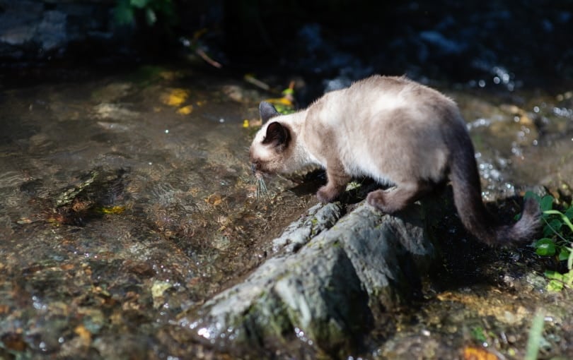 siamese cat drinking water