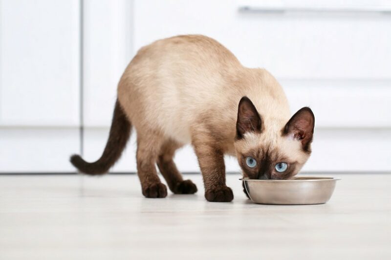 seal point siamese cat eating food from bowl at home