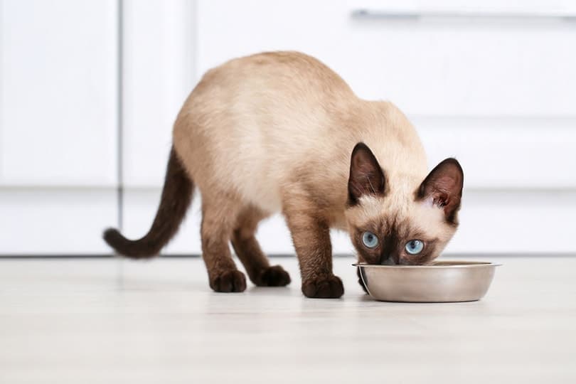 A Siamese Cat eating food from a bowl at home
