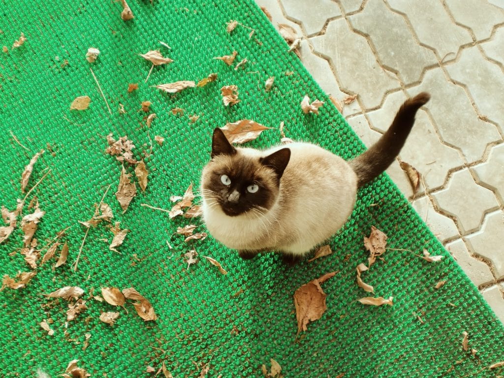 siamese cat looking up in the camera