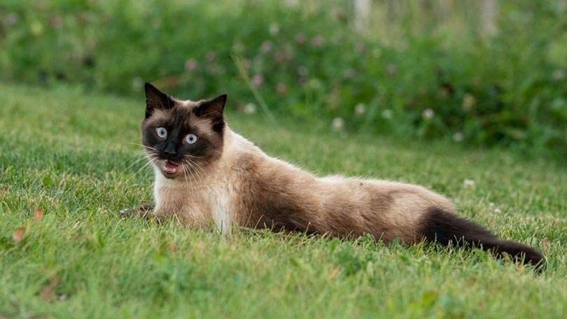 siamese cat lying down on green grass meowing