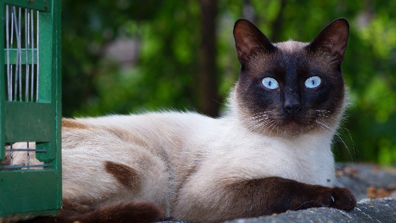 siamese cat lying on ground